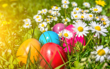 обоя праздничные, пасха, easter, eggs, flowers, spring, яйца, цветы, ромашки