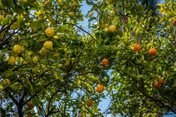Картинка природа плоды цитрусы