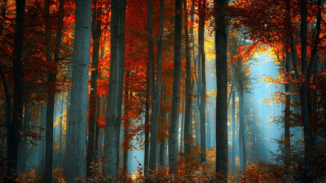 Обои картинки фото природа, лес, дымка, туман, магический, осины, листва, осень