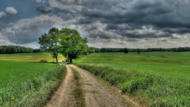 Обои картинки фото природа, дороги, германия, дерево, поле, саксония, дорога, в, масснеи-форест