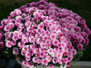 Картинка цветы хризантемы розовый