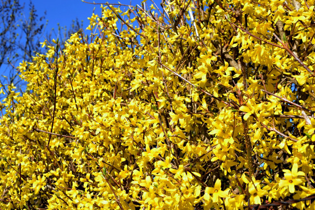Обои картинки фото цветы, цветущие деревья ,  кустарники, желтый