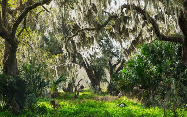 Обои картинки фото spanish moss, central florida, природа, деревья, spanish, moss, central, florida