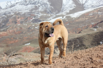 Картинка животные собаки весна горы шарпей