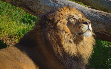 Картинка животные львы лев морда грива смотрит вверх