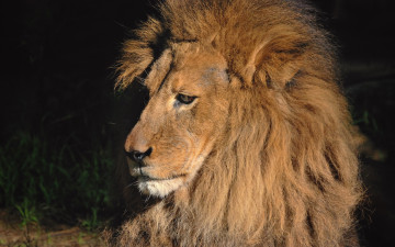 Картинка животные львы лев морда тёмный фон грива