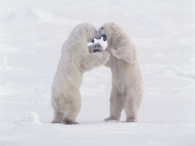 Обои картинки фото животные, медведи, белые, арктика