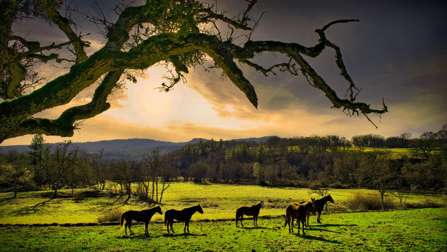 Обои картинки фото животные, лошади, деревья, лошадьи, утро