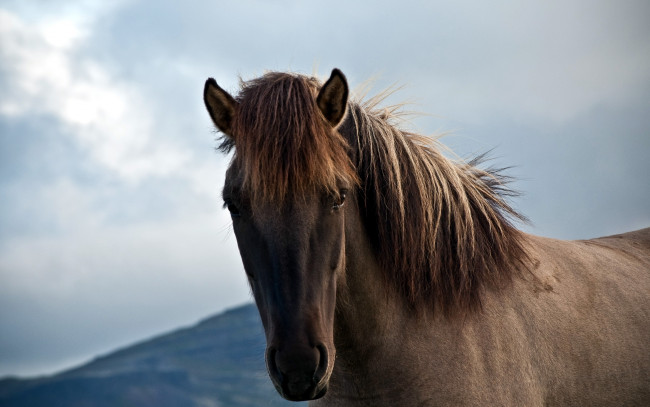 Обои картинки фото животные, лошади, конь