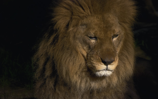 Обои картинки фото животные, львы, лев, морда, тёмный, фон, грива