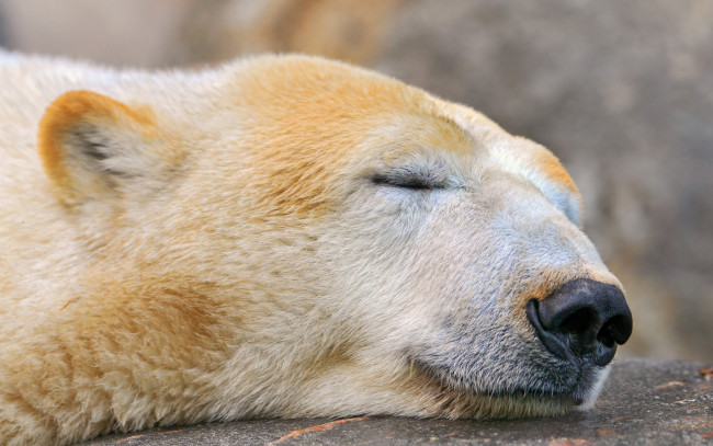 Обои картинки фото животные, медведи, sleeping, polar, bear, спящий, медведь, белый