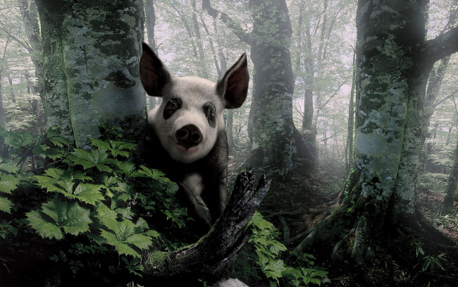 Обои картинки фото животные, свиньи, кабаны, лес, деревья