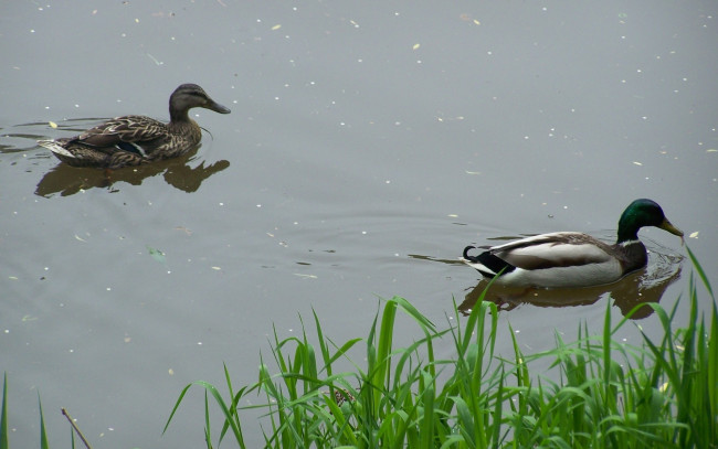 Обои картинки фото животные, утки, пруд, вода