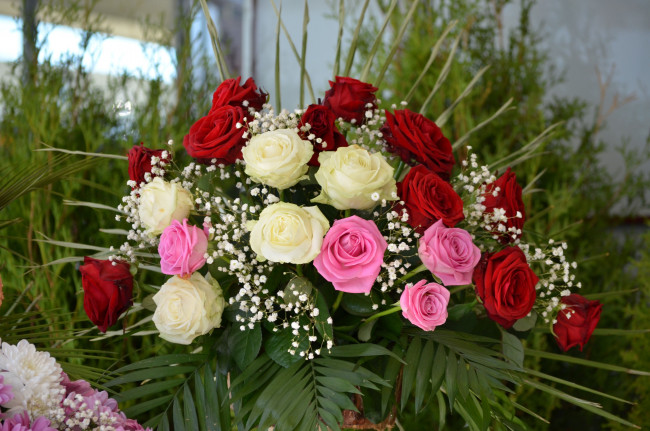 Обои картинки фото цветы, розы, кремовый, розовый, красный