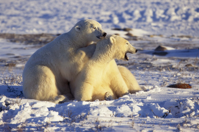 Обои картинки фото животные, медведи, арктика, белые