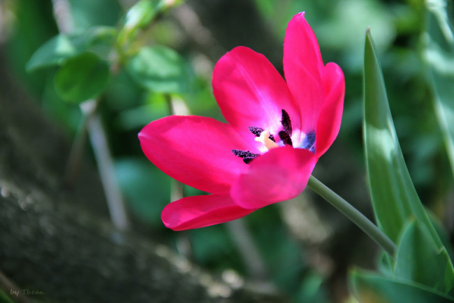 Обои картинки фото автор, thean, цветы, тюльпаны, розовый