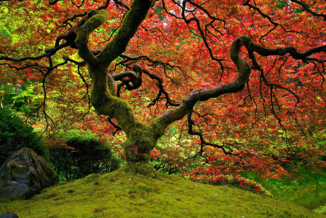 Обои картинки фото природа, деревья, клён, осень, парк