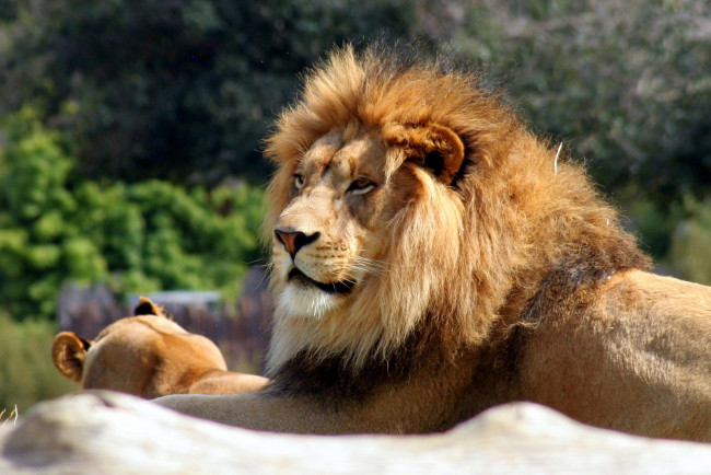 Обои картинки фото животные, львы, царь, зверей