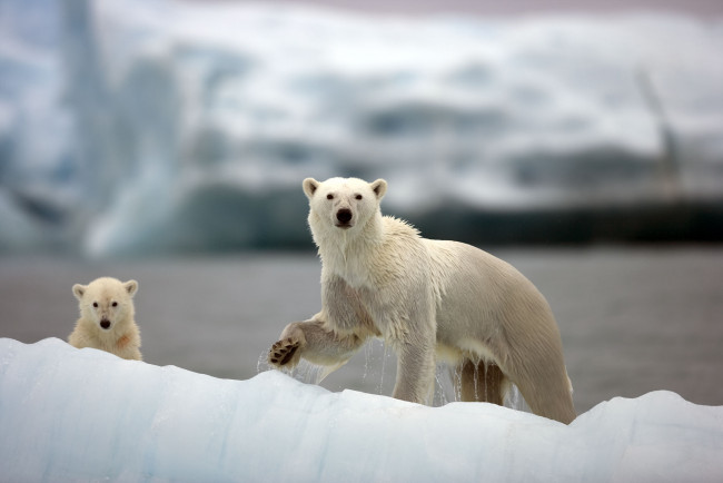Обои картинки фото животные, медведи, белые, медвежонок, арктика, медведица