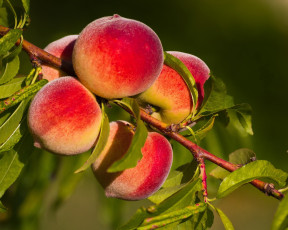 Картинка природа плоды персики макро ветка