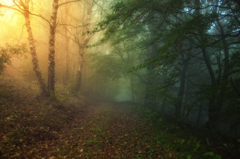 обоя природа, дороги, дорога, лес, туман, закат