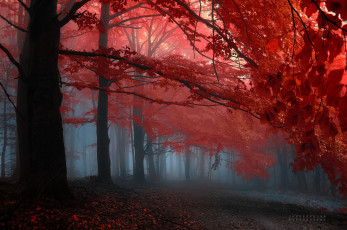 Картинка природа лес осень туман