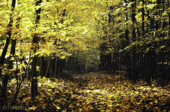 Картинка природа лес пейзаж осень