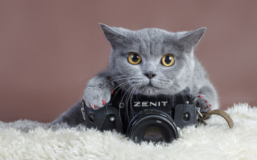 Картинка zenith бренды зенит кот фотокамера