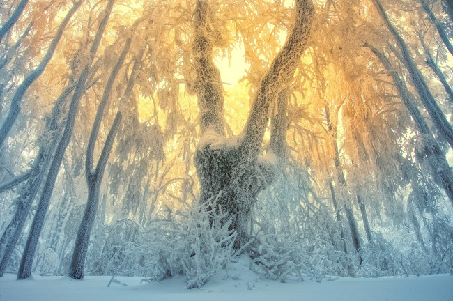 Обои картинки фото природа, зима, закат, деревья, снег, лес