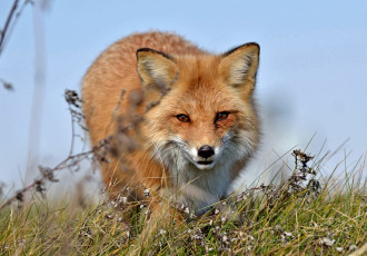 Картинка животные лисы хитрюга
