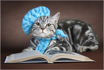 Картинка животные коты берет книга