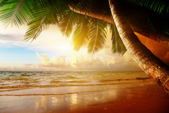 Картинка природа тропики sunset sea ocean закат palm summer sand пляж песок море берег пальмы coast paradise beach tropical