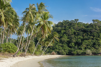 Картинка природа тропики пальмы пляж океан