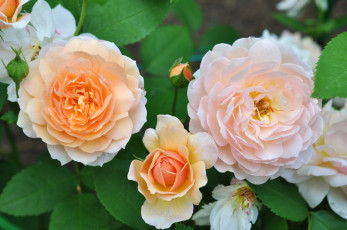 Картинка цветы розы кремовые