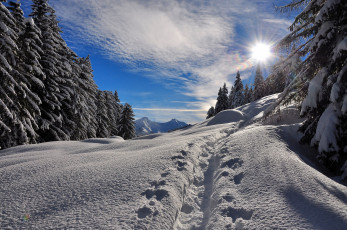 Картинка природа зима горы лес снег сугробы тропа солнце