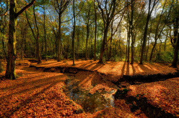 Картинка природа лес листва ручей овраг осень