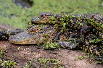 Картинка животные крокодилы рептилии
