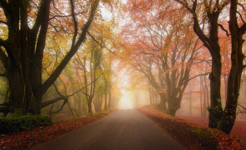 Картинка природа дороги осень туман дорога парк лес
