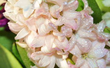 Картинка цветы гиацинты макро