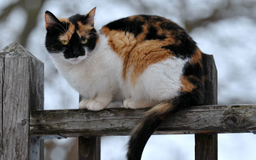 Картинка животные коты забор кошка