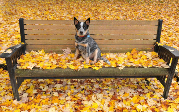 Картинка животные собаки осень листья скамейка морда взгляд
