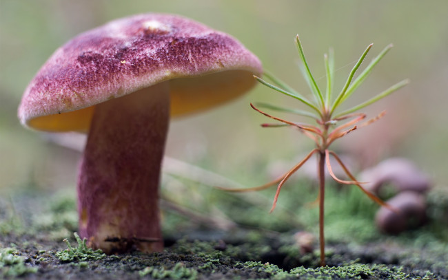 Обои картинки фото природа, грибы, мох, растение, гриб
