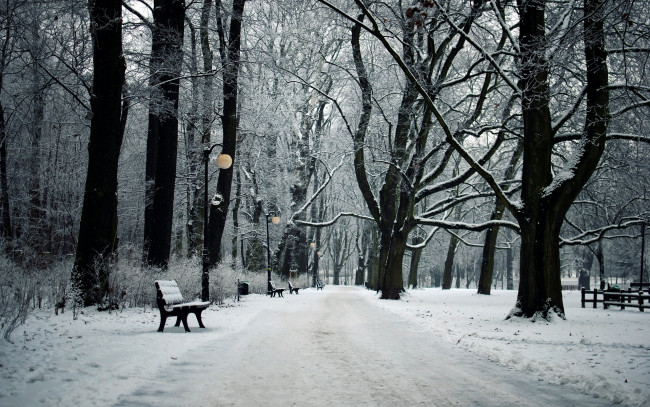 Обои картинки фото природа, парк, аллея, зима, деревья