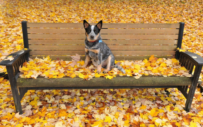 Обои картинки фото животные, собаки, осень, листья, скамейка, морда, взгляд