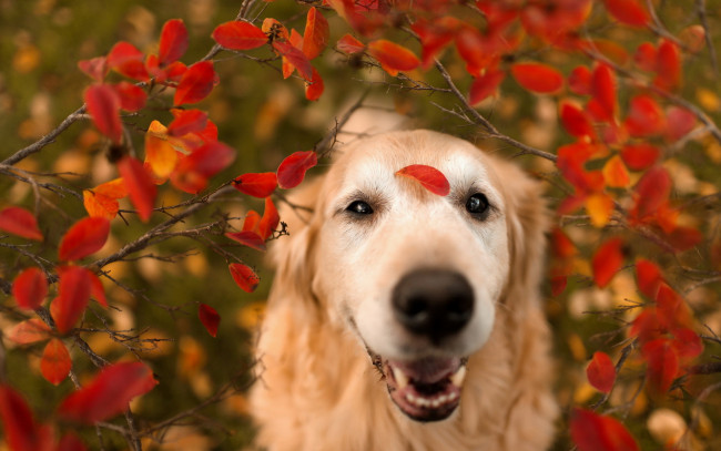 Обои картинки фото животные, собаки, природа, листья