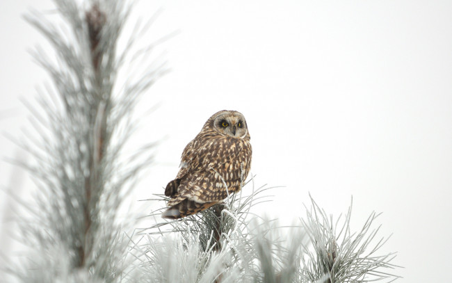 Обои картинки фото животные, совы, зима, дерево, хвоя, ель, иней, снег