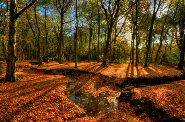 Обои картинки фото природа, лес, листва, ручей, овраг, осень