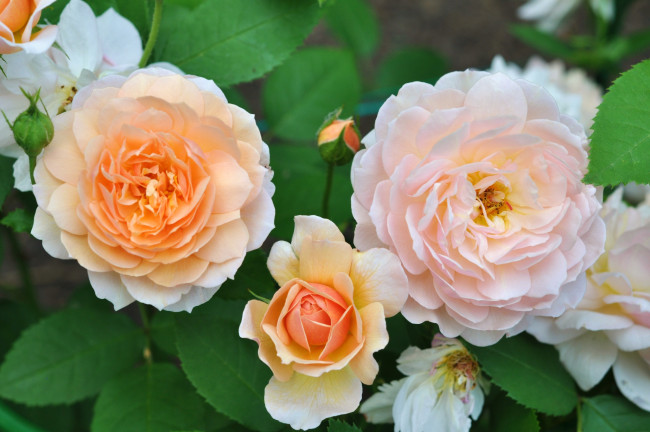 Обои картинки фото цветы, розы, кремовые
