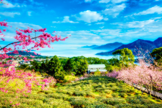 Обои картинки фото природа, пейзажи, цветы, деревья, сакура, весна, китай, тайвань, горы, зелень, пейзаж, небо, облака
