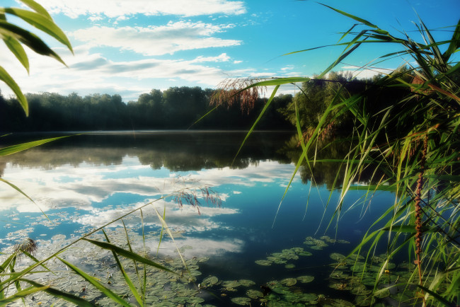 Обои картинки фото природа, реки, озера, отражение, камыш, озеро, лес